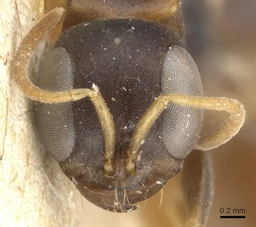 Pseudomyrmex boopis - CASENT0904048