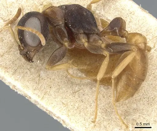 Pseudomyrmex boopis - CASENT0904048