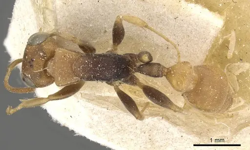 Pseudomyrmex boopis - CASENT0915325