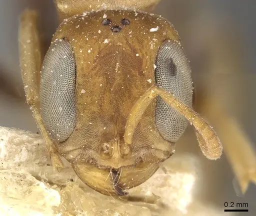 Pseudomyrmex boopis - CASENT0915325