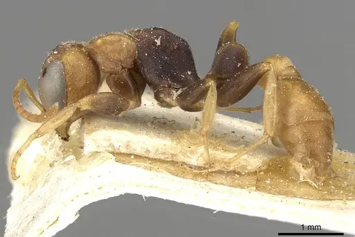 Pseudomyrmex boopis - CASENT0915325