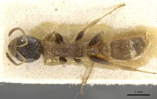 Pseudomyrmex boopis - CASENT0915326