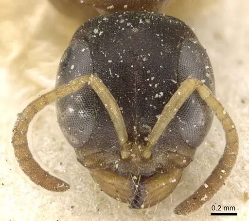 Pseudomyrmex boopis - CASENT0915326