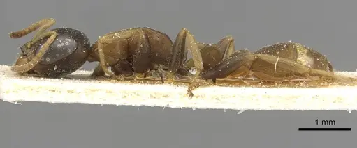 Pseudomyrmex boopis - CASENT0915326