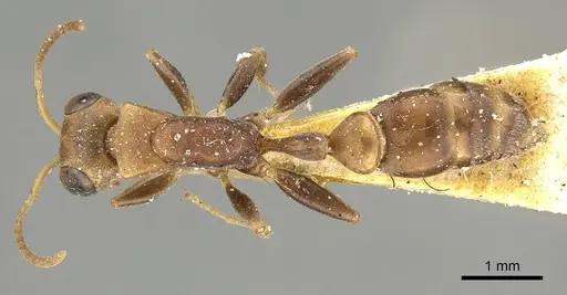 Pseudomyrmex boopis - CASENT0915841