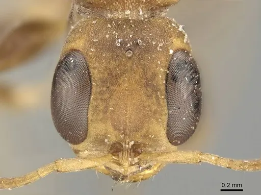 Pseudomyrmex boopis - CASENT0915841