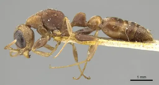 Pseudomyrmex boopis - CASENT0915841