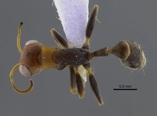 Pseudomyrmex boopis - CBUMAGENT41802