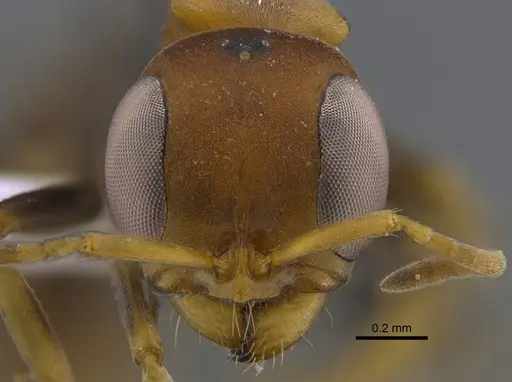 Pseudomyrmex boopis - CBUMAGENT41802