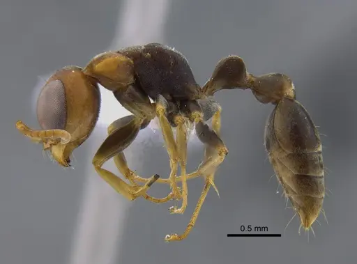 Pseudomyrmex boopis - CBUMAGENT41802