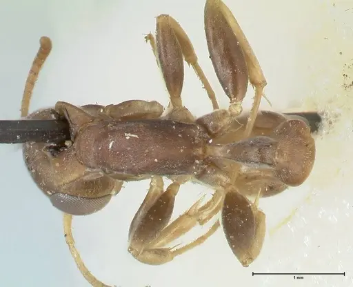 Pseudomyrmex boopis - FOCOL1199