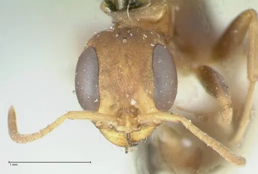 Pseudomyrmex boopis - FOCOL1199
