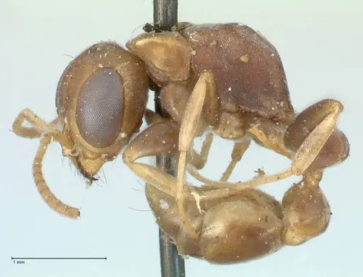 Pseudomyrmex boopis - FOCOL1199