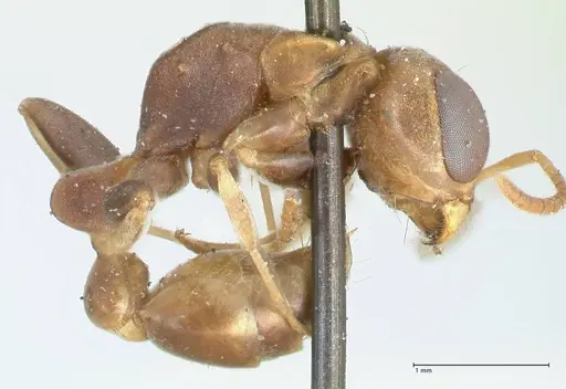 Pseudomyrmex boopis - FOCOL1199