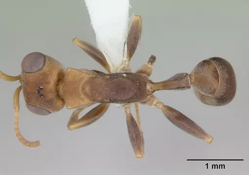 Pseudomyrmex boopis - INBIOCRI001281684