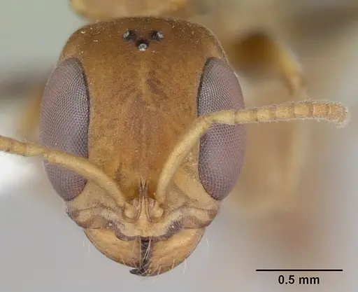 Pseudomyrmex boopis - INBIOCRI001281684
