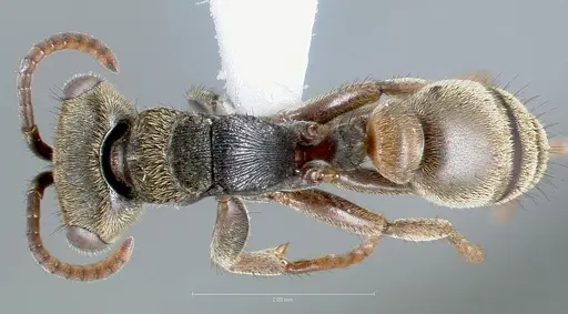Pseudomyrmex browni specimen