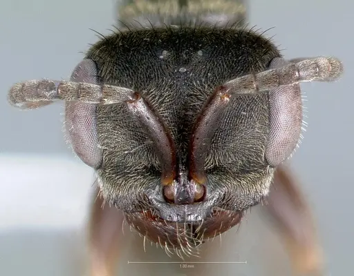 Pseudomyrmex browni specimen