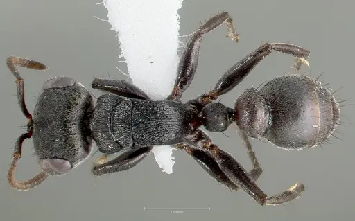 Pseudomyrmex browni - CASENT0005863