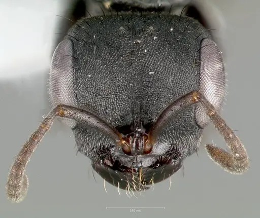 Pseudomyrmex browni - CASENT0005863