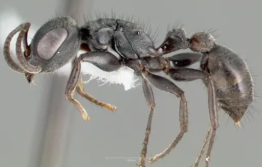 Pseudomyrmex browni - CASENT0005863
