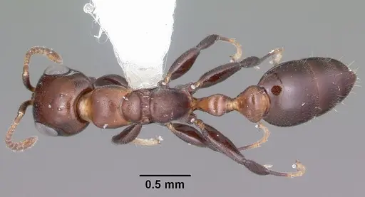 Pseudomyrmex brunneus specimen