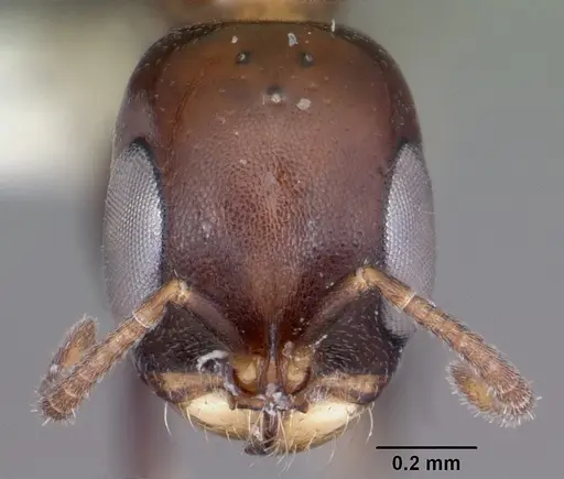 Pseudomyrmex brunneus specimen