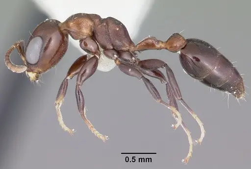 Pseudomyrmex brunneus specimen
