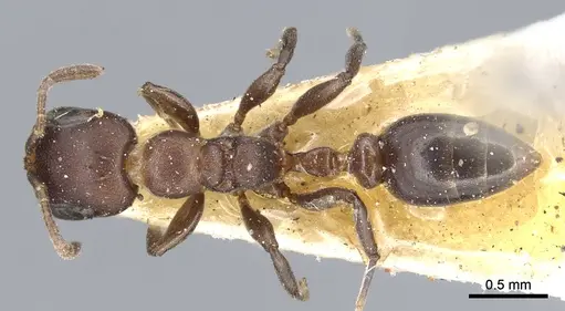 Pseudomyrmex brunneus - CASENT0902891