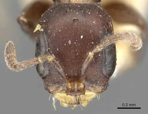 Pseudomyrmex brunneus - CASENT0902891