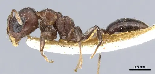 Pseudomyrmex brunneus - CASENT0902891