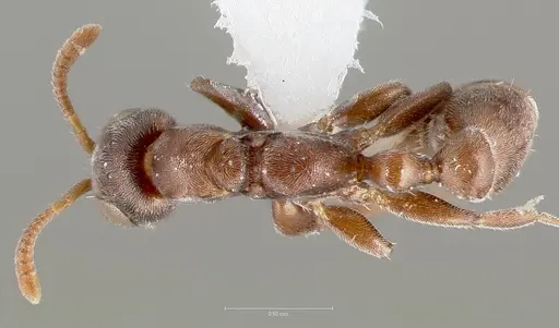 Pseudomyrmex caeciliae specimen