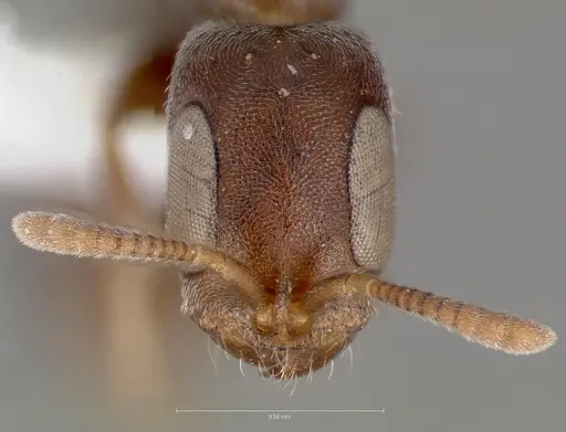 Pseudomyrmex caeciliae specimen
