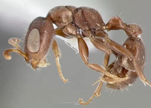 Pseudomyrmex caeciliae specimen