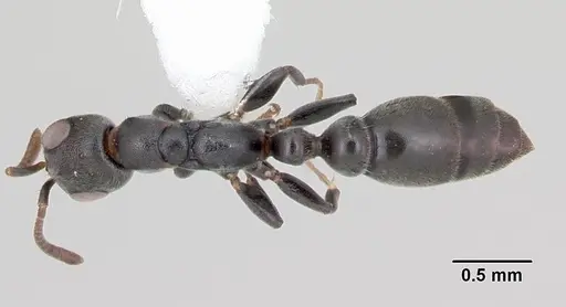 Pseudomyrmex caeciliae - CASENT0103315