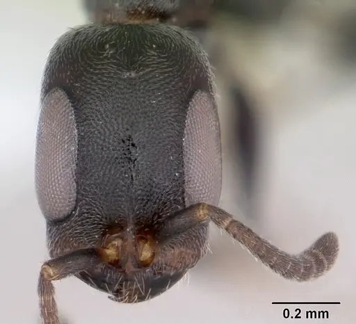 Pseudomyrmex caeciliae - CASENT0103315