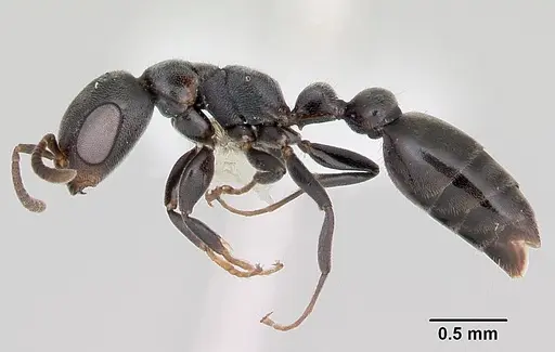 Pseudomyrmex caeciliae - CASENT0103315