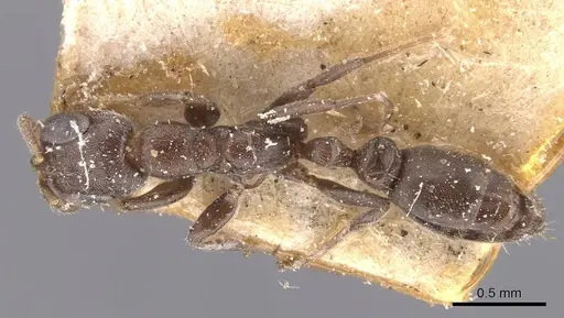 Pseudomyrmex caeciliae - CASENT0907535