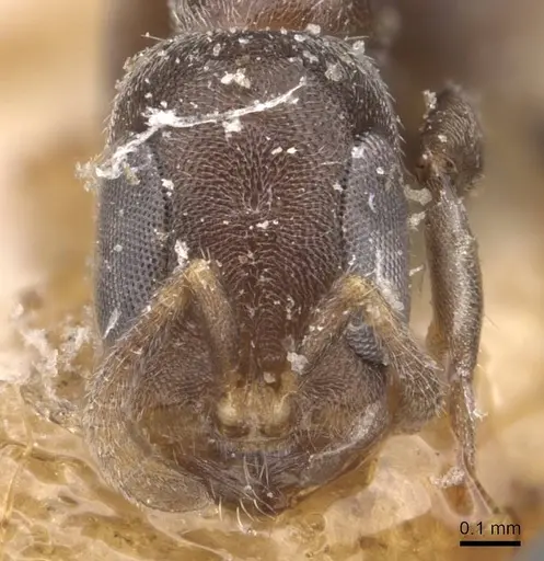 Pseudomyrmex caeciliae - CASENT0907535
