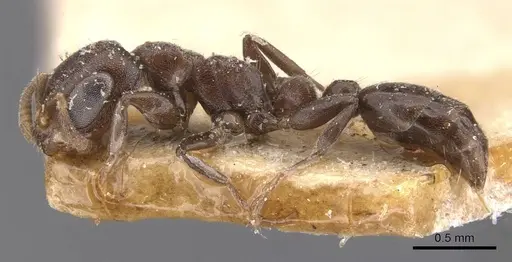 Pseudomyrmex caeciliae - CASENT0907535