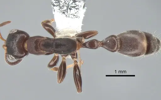 Pseudomyrmex capillatus specimen