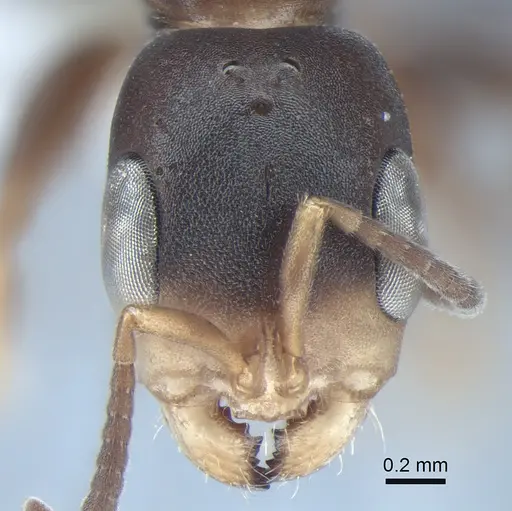 Pseudomyrmex capillatus specimen