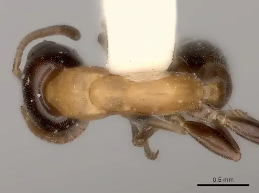 Pseudomyrmex championi specimen