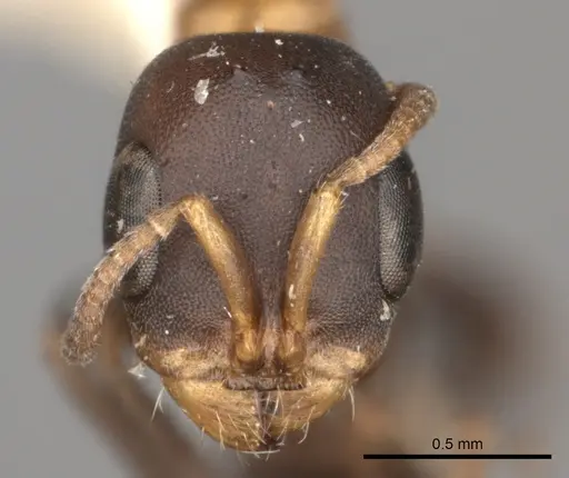 Pseudomyrmex championi specimen