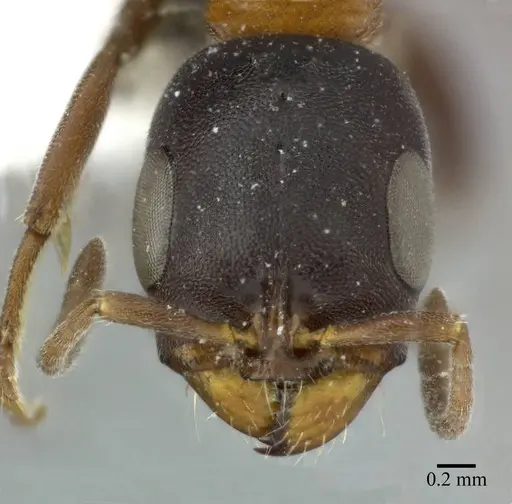 Pseudomyrmex championi - CASENT0246349