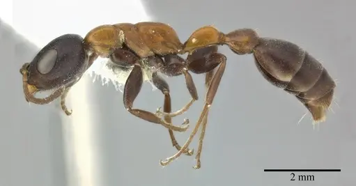 Pseudomyrmex championi - CASENT0246349