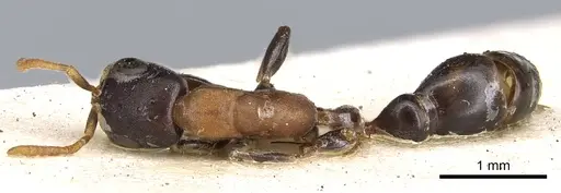 Pseudomyrmex championi - CASENT0902873