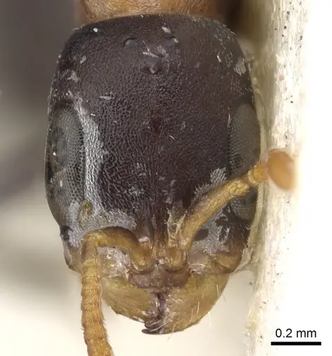 Pseudomyrmex championi - CASENT0902873