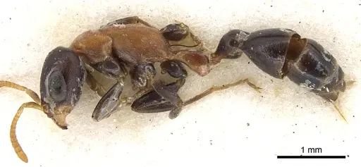 Pseudomyrmex championi - CASENT0902873