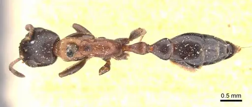 Pseudomyrmex championi - CASENT0907518